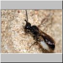 Mimumesa sp - Grabwespe 08c 6-7mm mit Zikade.jpg